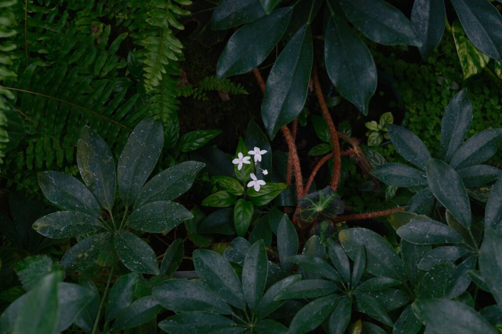 カメラはFujifilm X-M5、レンズはXF16-50mmF2.8-4.8 R LM WRで撮影した写真。花より葉っぱが好き、と言いつつやっぱり花も撮っています。緑の中にポツンと白くて小さな可憐な花がありました。こちらも写真になる絵面ですね。