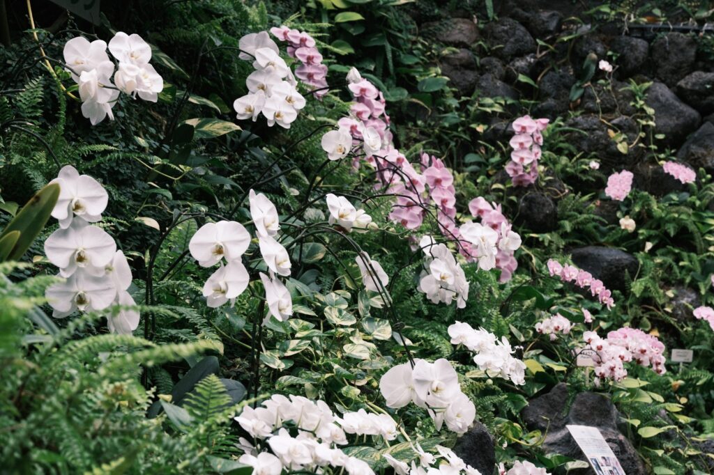 カメラはFujifilm X-M5、レンズはXF16-50mmF2.8-4.8 R LM WRで撮影した写真。温室の中で胡蝶蘭が咲き乱れていました。CLASSIC Neg.は緑が深緑になってとても良い感じです。