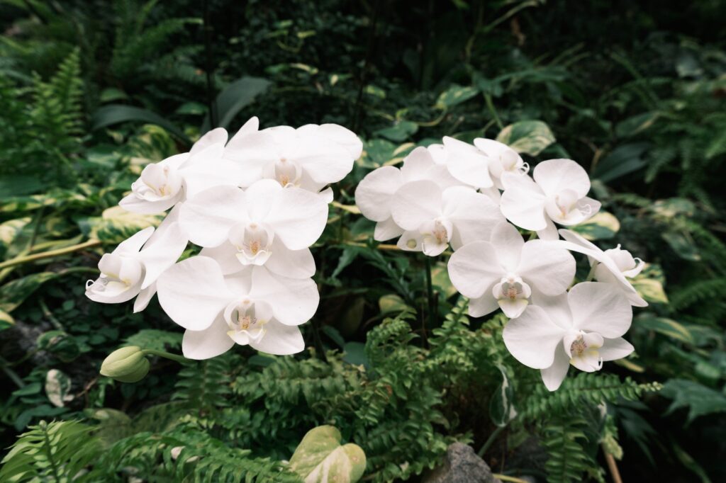 カメラはFujifilm X-M5、レンズはXF16-50mmF2.8-4.8 R LM WRで撮影した写真。こちらも胡蝶蘭です。白と深緑のコントラストが気持ちいい。