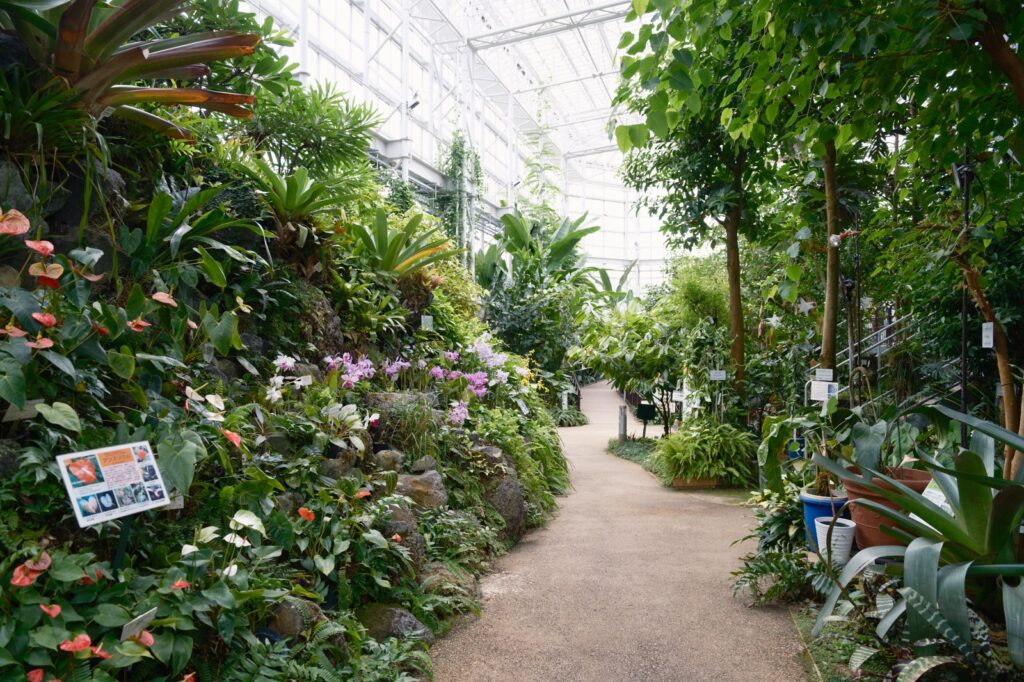 カメラはFujifilm X-M5、レンズはXF16-50mmF2.8-4.8 R LM WRで撮影した写真。植物園の温室に誘われる小道。Fujifilmの緑色がすごく良い。