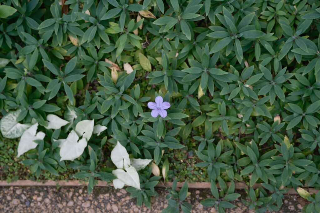 カメラはFujifilm X-M5、レンズはXF16-50mmF2.8-4.8 R LM WRで撮影した写真。こちらも同じく足元に咲いていた一輪のお花。こちらは薄紫色でした。