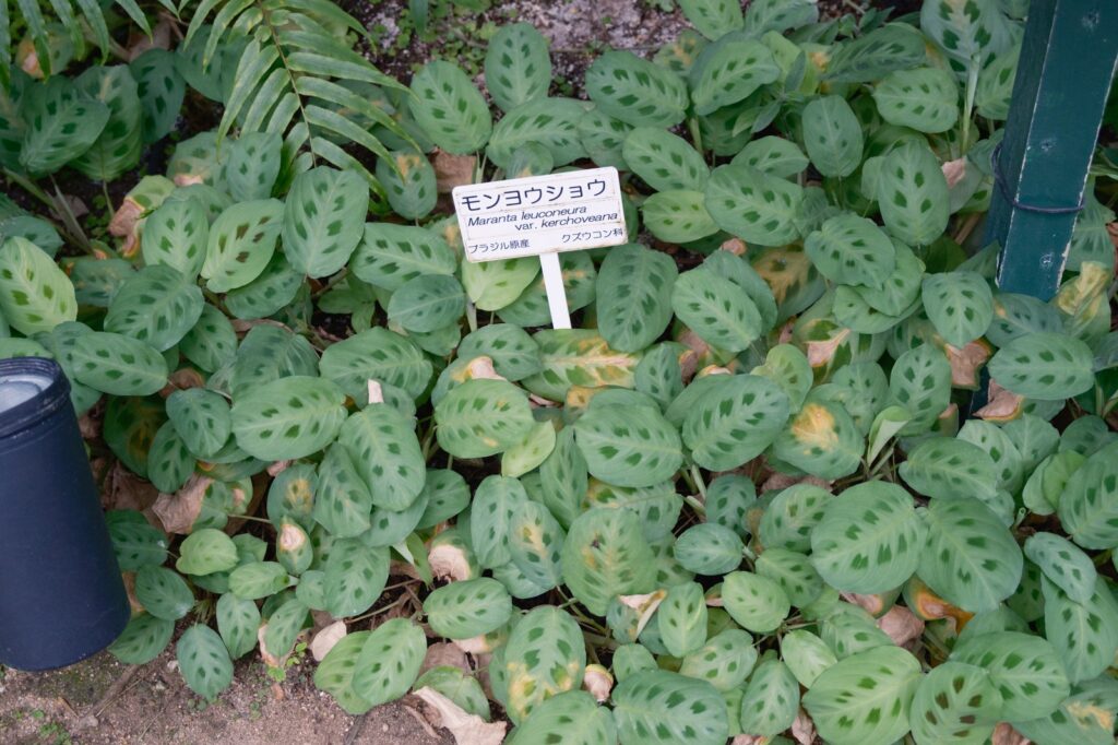 カメラはFujifilm X-M5、レンズはXF16-50mmF2.8-4.8 R LM WRで撮影した写真。モンヨウショウなる葉っぱです。あまり見たことない、面白い模様ですね。