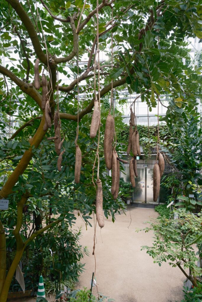 カメラはFujifilm X-M5、レンズはXF16-50mmF2.8-4.8 R LM WRで撮影した写真。名前を忘れてしまいました。何か分かりませんが豆の木なのは間違いない。