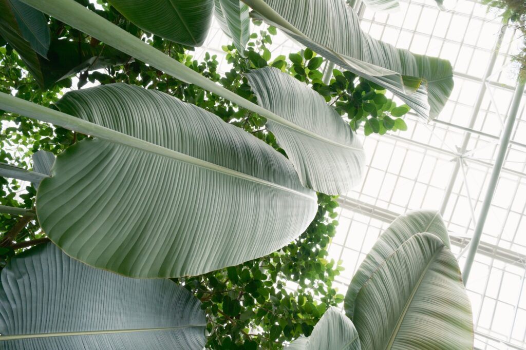 カメラはFujifilm X-M5、レンズはXF16-50mmF2.8-4.8 R LM WRで撮影した写真。タビビトノキ。写真では伝わりづらいかもしれませんが、かなり大きな葉っぱで、3mくらいはあったと思います。水を溜め込むため、旅人が水分補給に使っていたとか。（諸説あるそうです。）