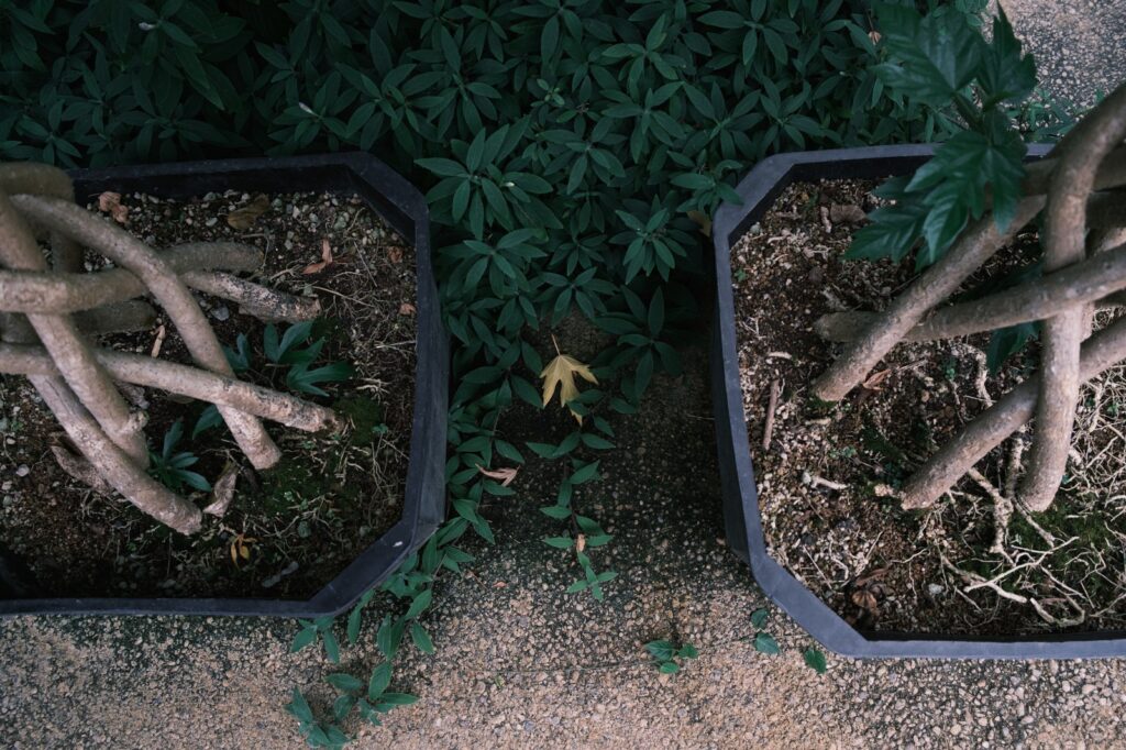 カメラはFujifilm X-M5、レンズはXF16-50mmF2.8-4.8 R LM WRで撮影した写真。植木鉢の間にポツンとあった黄色い葉っぱ。マイノリティを見つけるのが写真の面白さです。