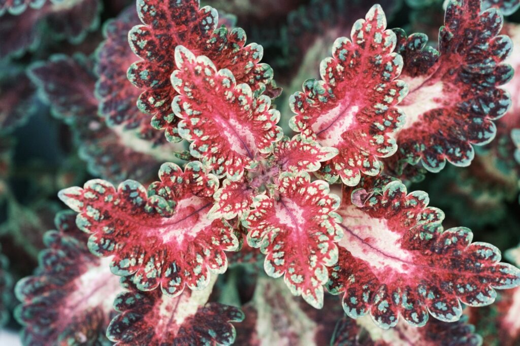 カメラはFujifilm X-M5、レンズはXF16-50mmF2.8-4.8 R LM WRで撮影した写真。こちらは赤い葉っぱ。緑の葉っぱとは違った力強さを感じます。