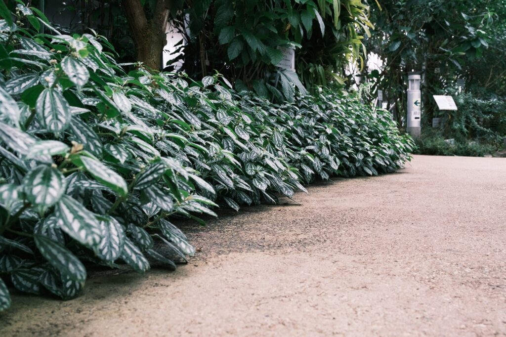 カメラはFujifilm X-M5、レンズはXF16-50mmF2.8-4.8 R LM WRで撮影した写真。並んだ葉っぱの先にあるのは、やっぱり案内ポール。