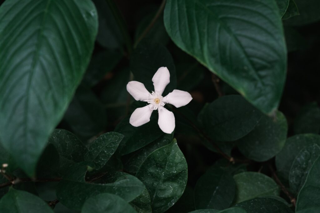 カメラはFujifilm X-M5、レンズはXF16-50mmF2.8-4.8 R LM WRで撮影した写真。これもかなり小さい花ですが、XF16-50mmF2.8-4.8 R LM WRのマクロ性能のおかげではっきりと大きく写せます。