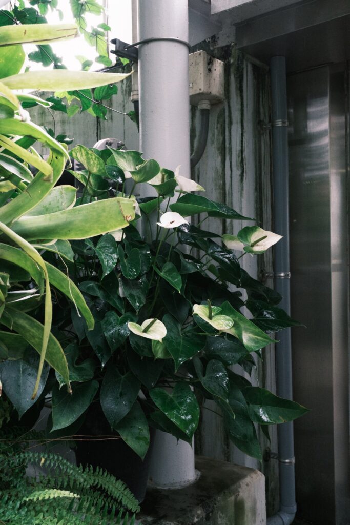 カメラはFujifilm X-M5、レンズはXF16-50mmF2.8-4.8 R LM WRで撮影した写真。雨も滴る良い葉っぱ。