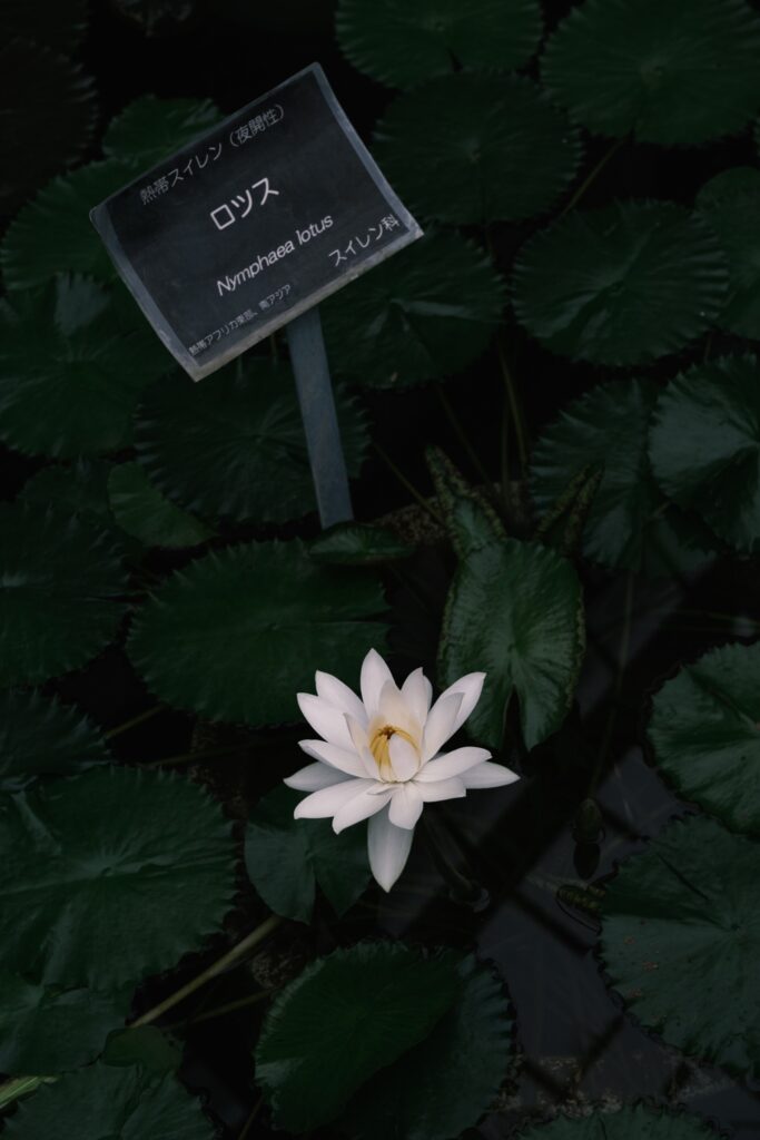 カメラはFujifilm X-M5、レンズはXF16-50mmF2.8-4.8 R LM WRで撮影した写真。ロツスというスイセンの花。白くてきれいなザ・花といった感じです。