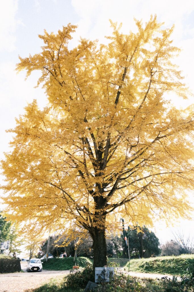 カメラはFujifilm X-M5、レンズはXF16-50mmF2.8-4.8 R LM WRで撮影した写真。