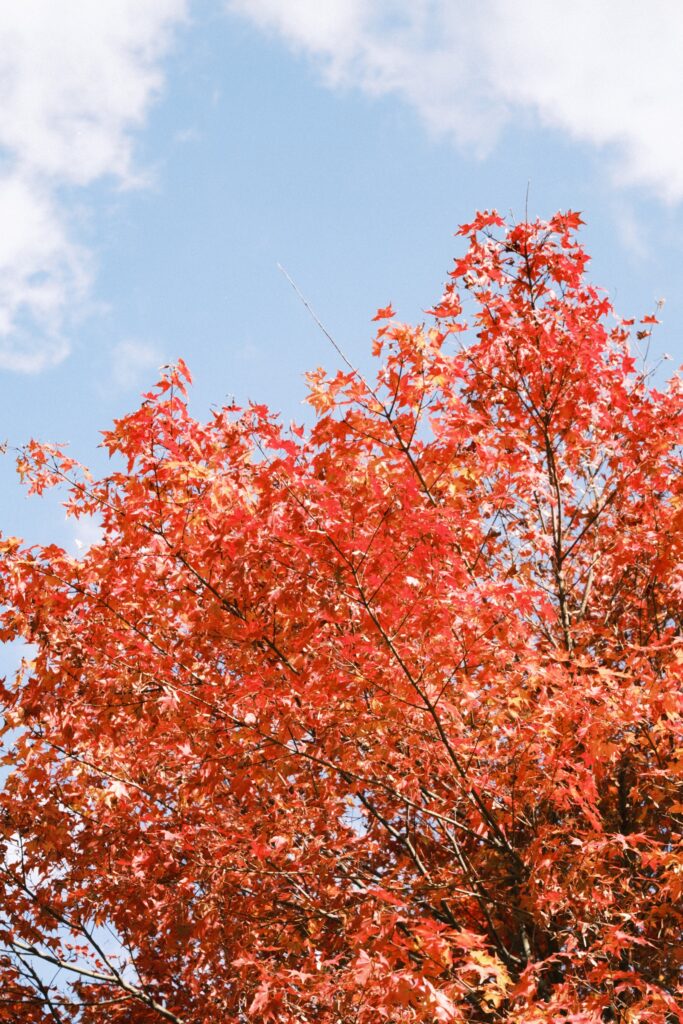 カメラはFujifilm X-M5、レンズはXF16-50mmF2.8-4.8 R LM WRで撮影した写真。