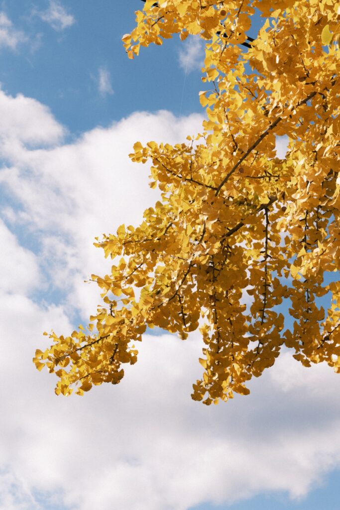 カメラはFujifilm X-M5、レンズはXF16-50mmF2.8-4.8 R LM WRで撮影した写真。