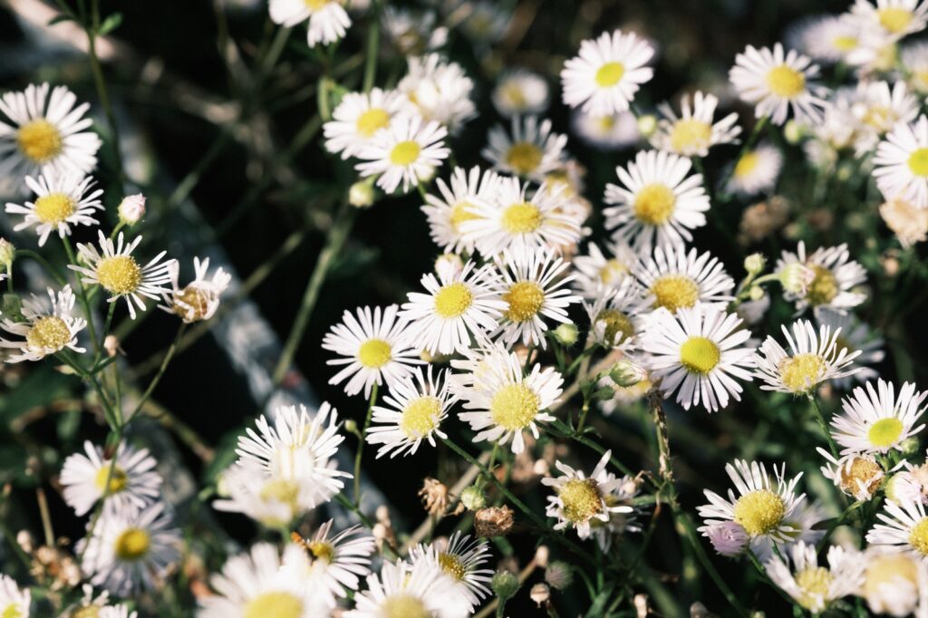 カメラはFujifilm X-M5、レンズはXF16-50mmF2.8-4.8 R LM WRで撮影した写真。