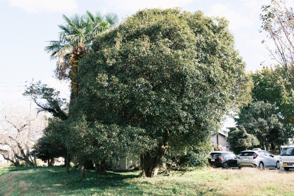 カメラはFujifilm X-M5、レンズはXF16-50mmF2.8-4.8 R LM WRで撮影した写真。