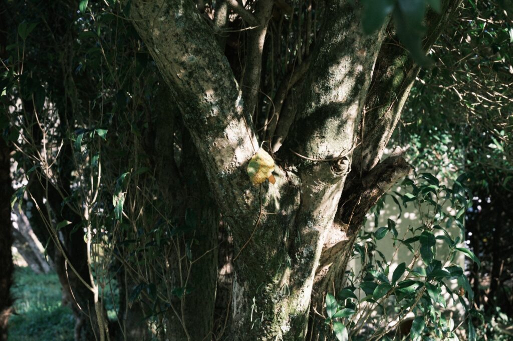 カメラはFujifilm X-M5、レンズはXF16-50mmF2.8-4.8 R LM WRで撮影した写真。