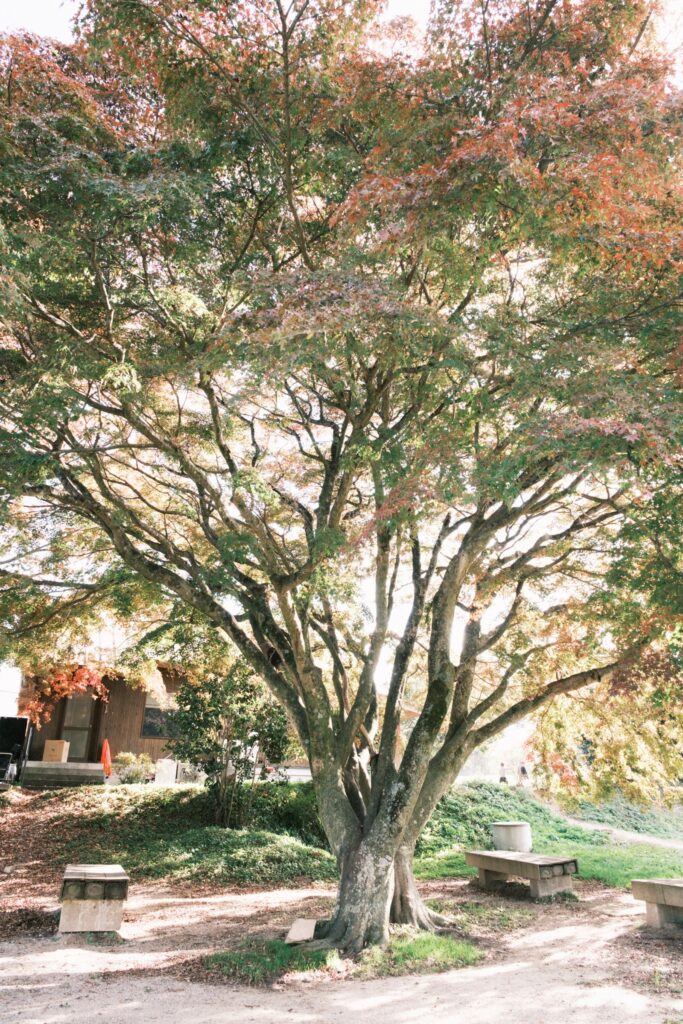 カメラはFujifilm X-M5、レンズはXF16-50mmF2.8-4.8 R LM WRで撮影した写真。