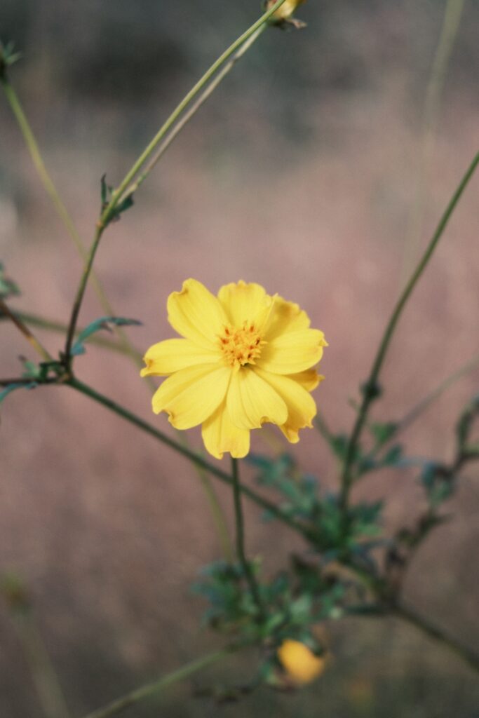 カメラはFujifilm X-M5、レンズはXF16-50mmF2.8-4.8 R LM WRで撮影した写真。