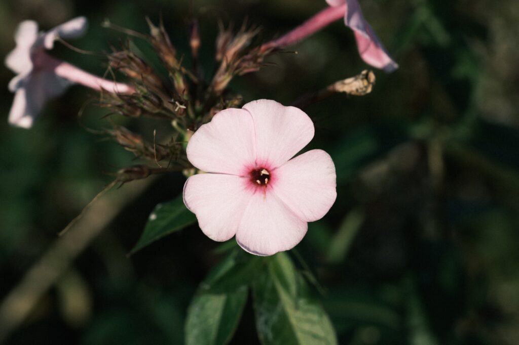 カメラはFujifilm X-M5、レンズはXF16-50mmF2.8-4.8 R LM WRで撮影した写真。