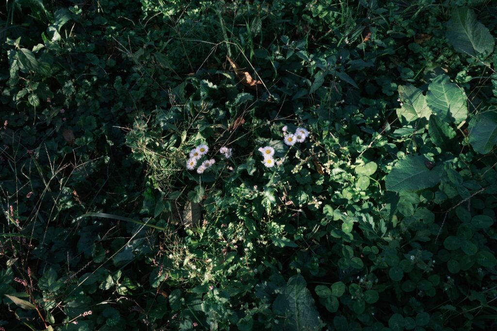 カメラはFujifilm X-M5、レンズはXF16-50mmF2.8-4.8 R LM WRで撮影した写真。