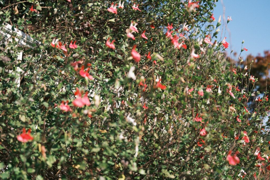 カメラはFujifilm X-M5、レンズはXF16-50mmF2.8-4.8 R LM WRで撮影した写真。