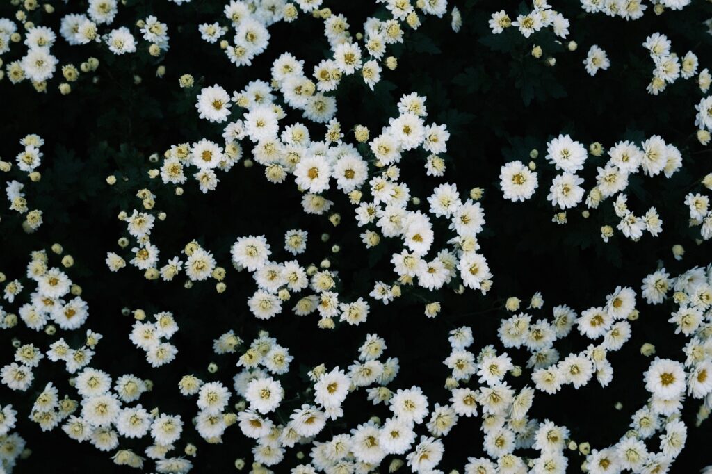 カメラはFujifilm X-M5、レンズはXF16-50mmF2.8-4.8 R LM WRで撮影した写真。