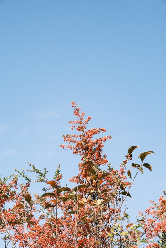 カメラはFujifilm X-M5、レンズはXF16-50mmF2.8-4.8 R LM WRで撮影した写真。