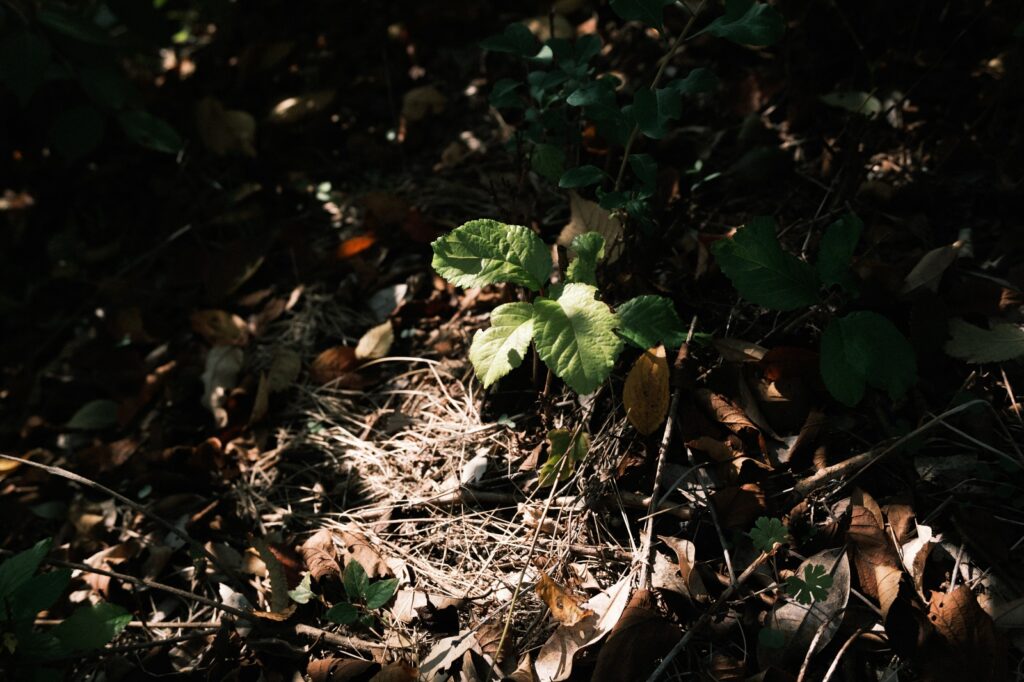 カメラはFujifilm X-M5、レンズはXF16-50mmF2.8-4.8 R LM WRで撮影した写真。