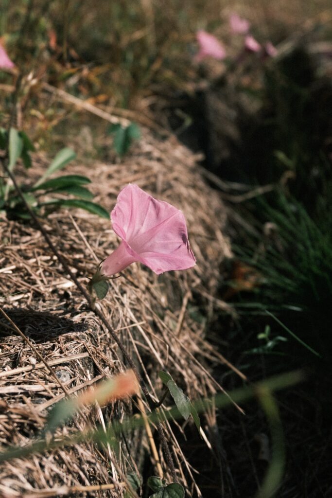 カメラはFujifilm X-M5、レンズはXF16-50mmF2.8-4.8 R LM WRで撮影した写真。
