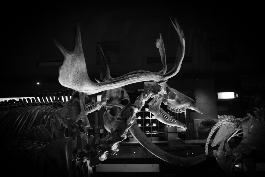 カメラはFujifilm X-M5、レンズはXF16-50mmF2.8-4.8 R LM WRで撮影した写真。