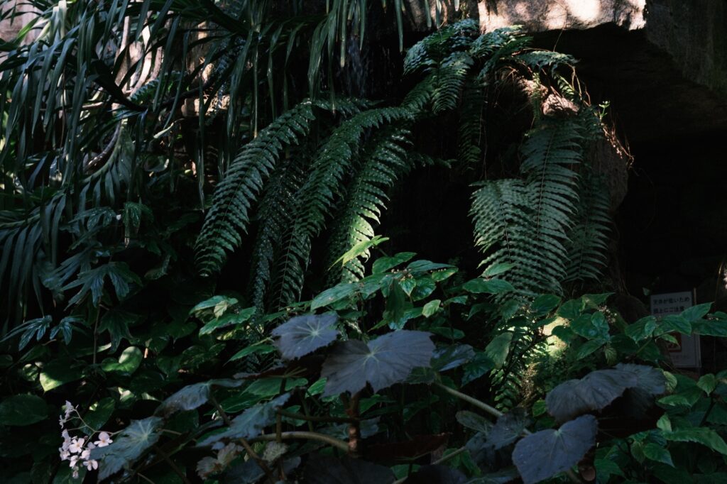 カメラはFujifilm X-M5、レンズはXF16-50mmF2.8-4.8 R LM WRで撮影した写真。