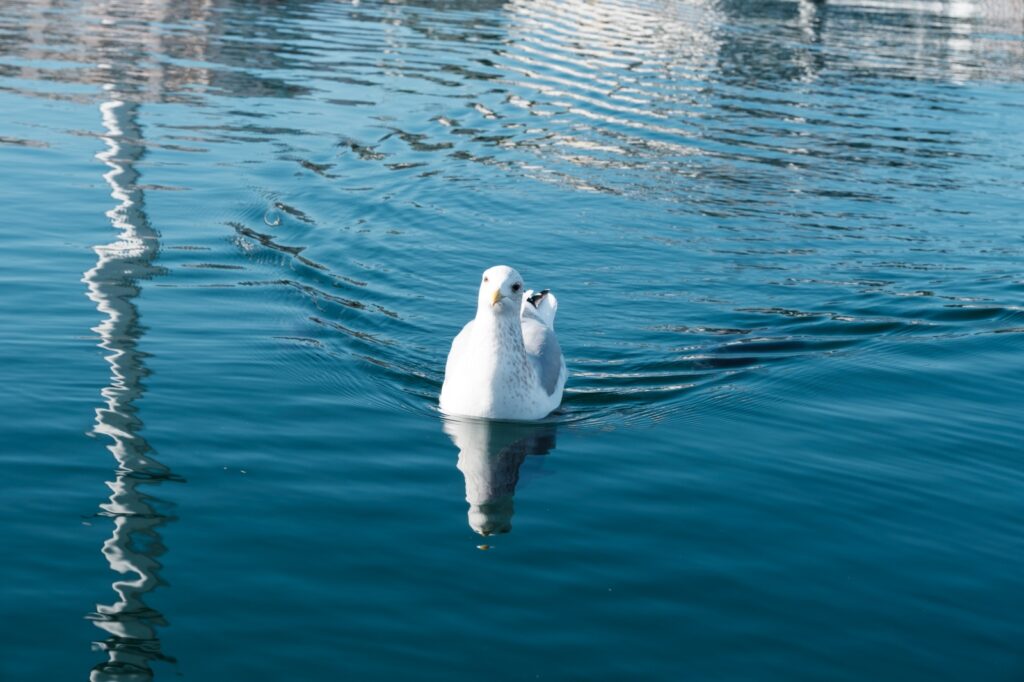 八景島でかもめを撮影した写真(Fujifilm X-M5 + XF16-50mm)