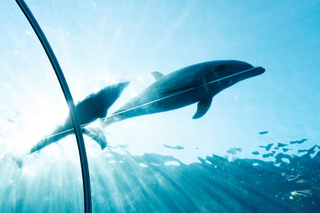 八景島でイルカを撮影した写真(Fujifilm X-M5 + XF16-50mm)