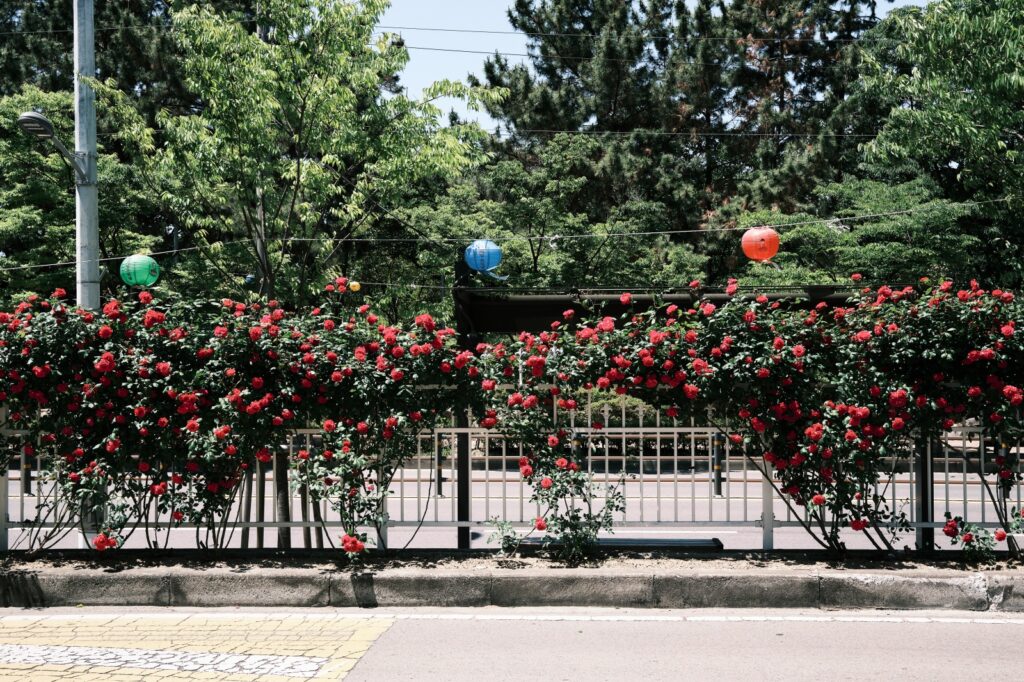 韓国の生垣として植栽されている赤いバラ。