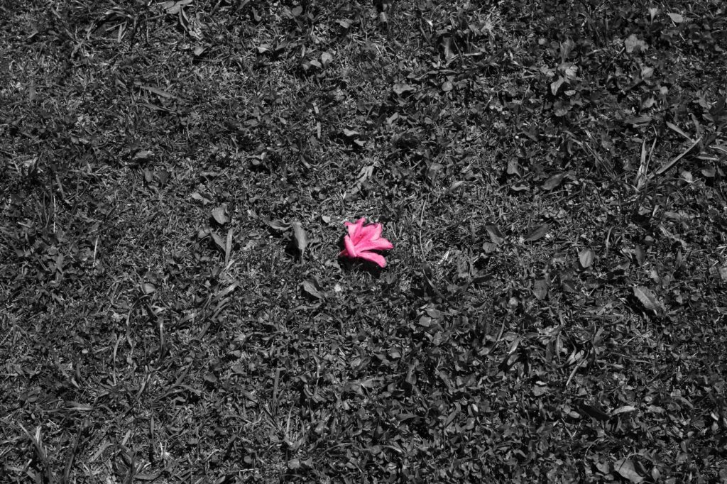 地面に落ちていたピンクの花が一輪