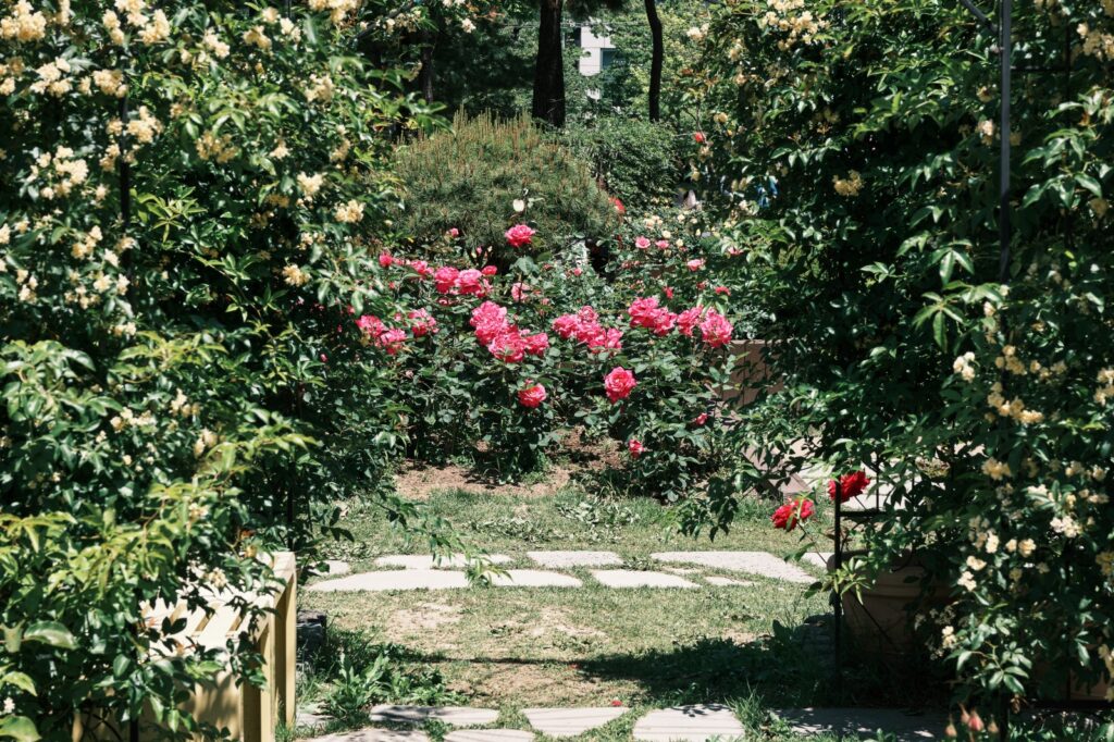 奥に満開のピンクのバラがあるバラ公園