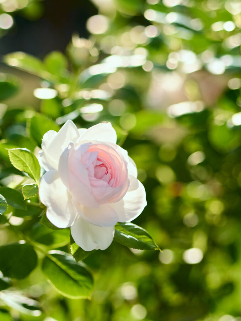 うっすらピンク色のバラと背景がボケた写真