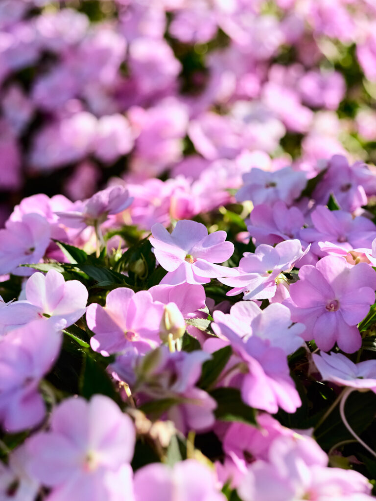 写真一面のピンクの花の写真