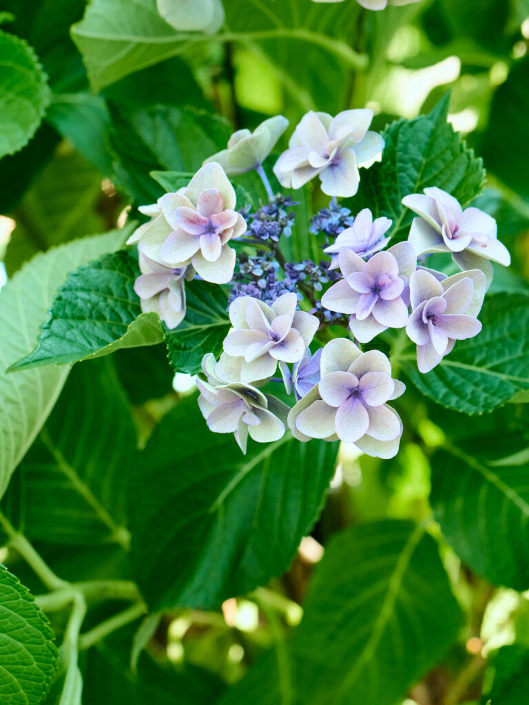 白と青の紫陽花の写真