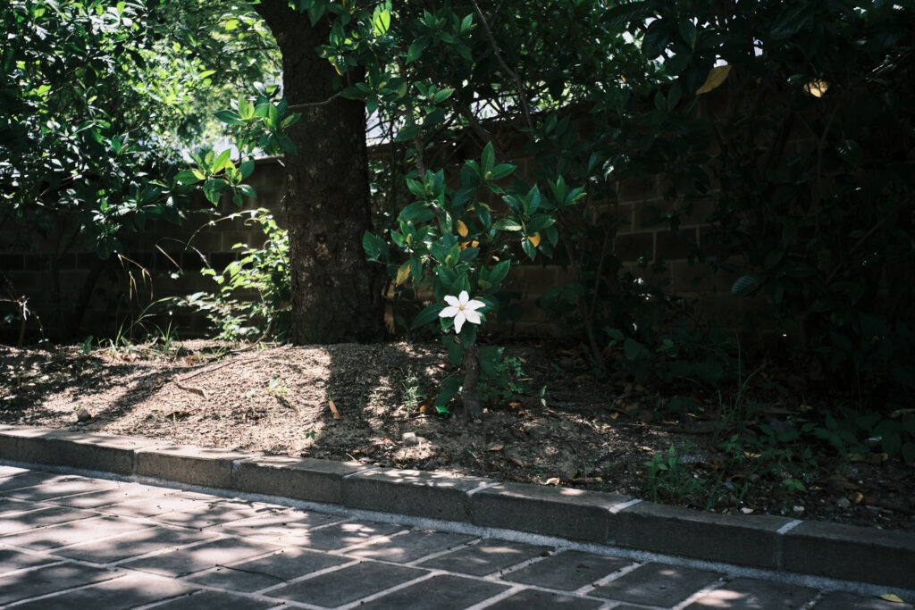 韓国のマンションの花壇に咲いていた白い花