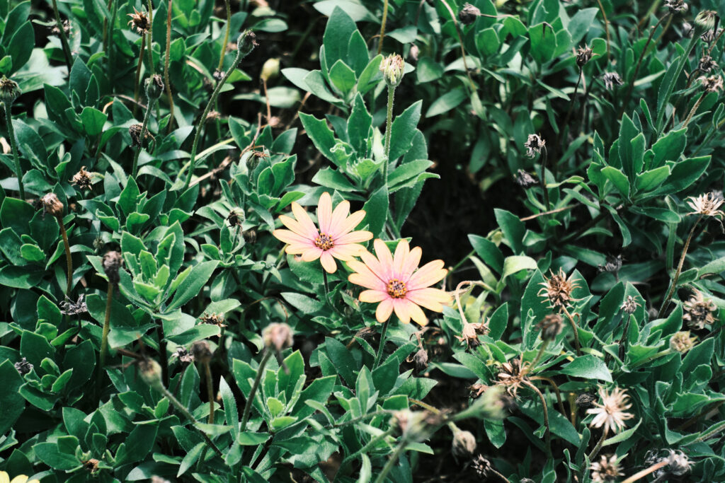 韓国の公園の花壇に咲いていた黄色い花