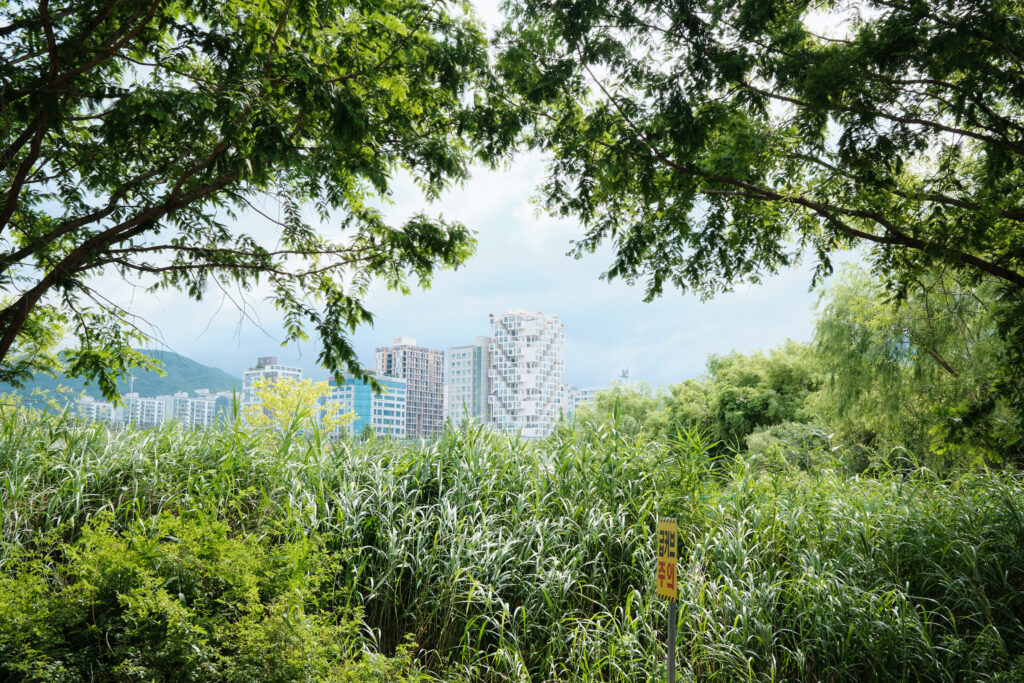 韓国の木々に囲まれたマンション