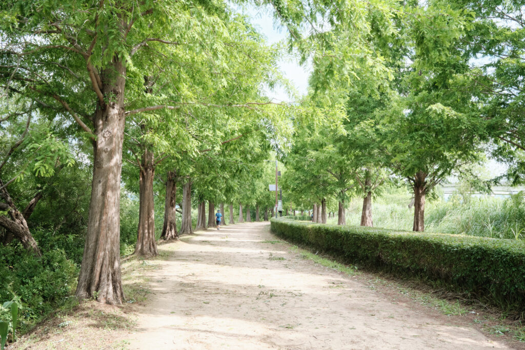 韓国の並木道