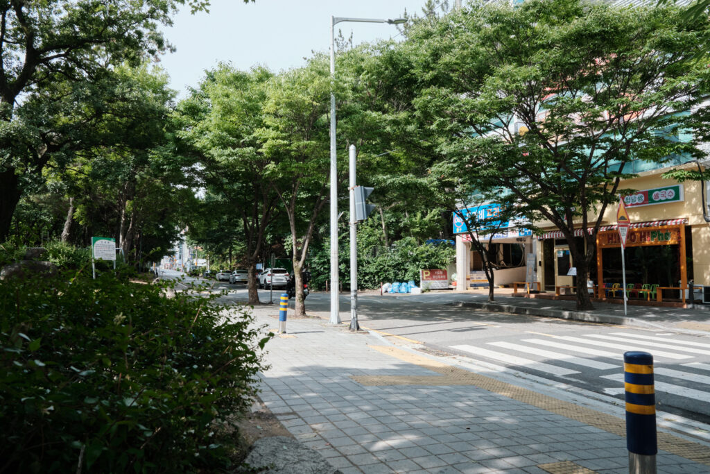 韓国の路地と露樹