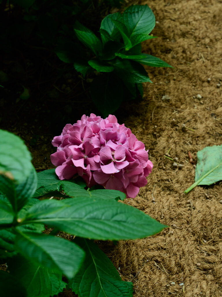 ピンクの紫陽花の花の写真