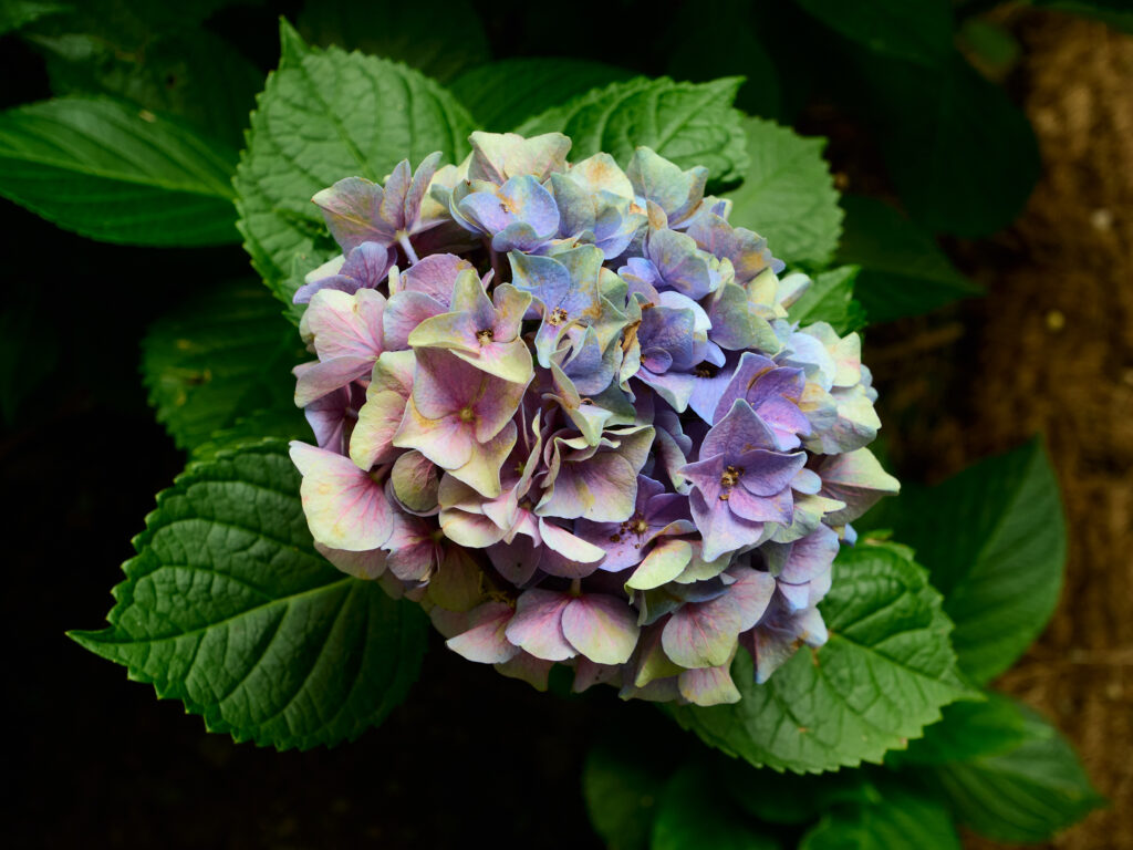 青、白、紫の紫陽花の花の写真
