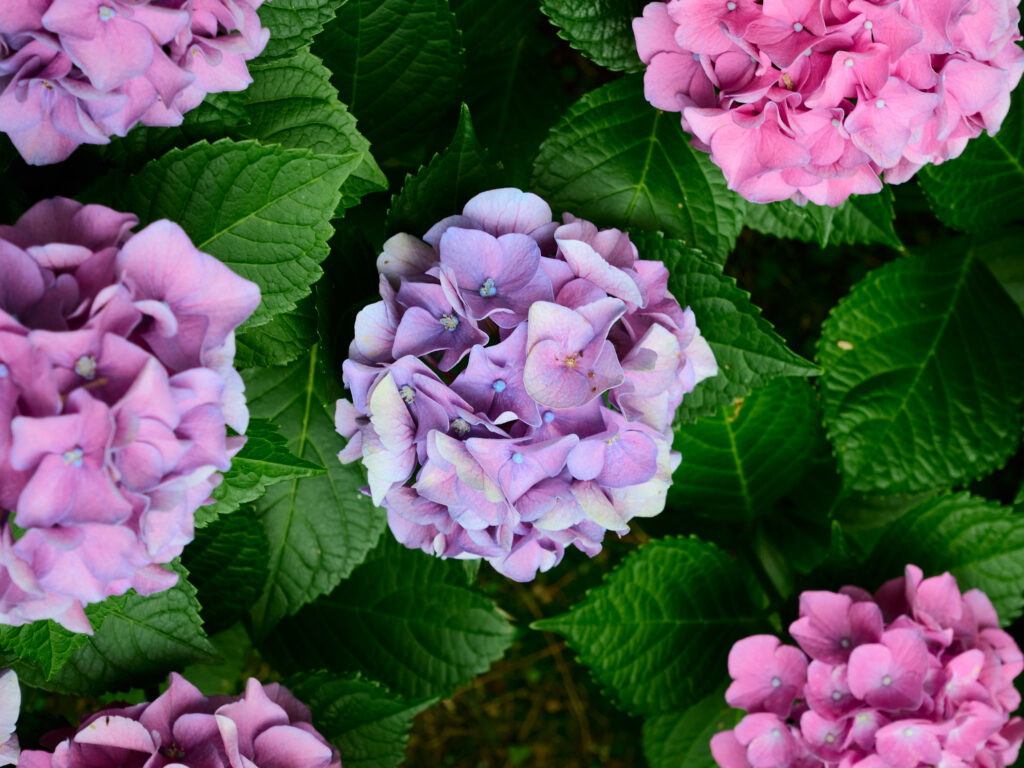 紫色の紫陽花の写真