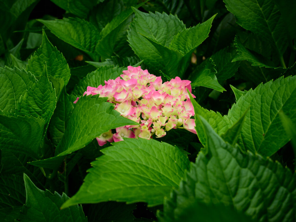 外側がピンク、内側が黄色の紫陽花の花の写真