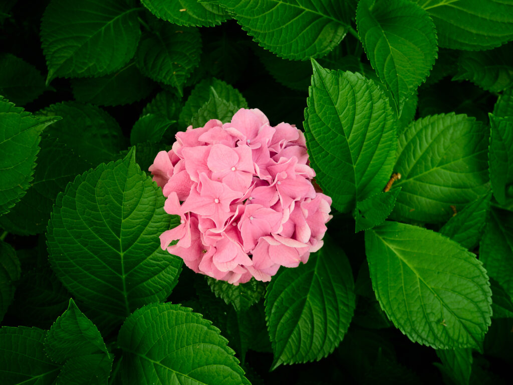 大きなピンクの紫陽花の花の写真