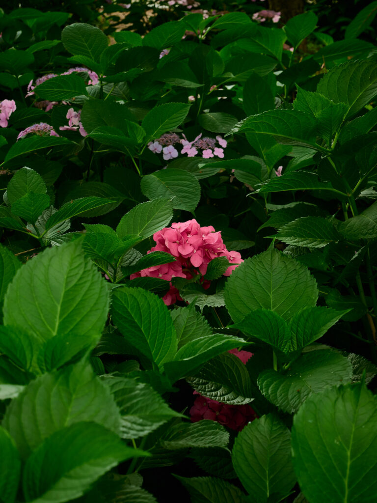 日陰に咲いていた紫陽花の写真